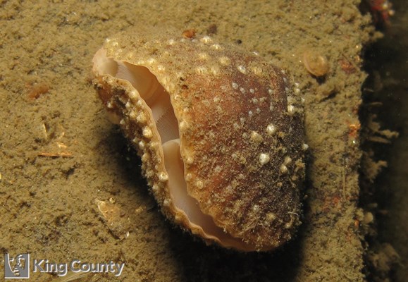 Photo of Terebratalia transversa